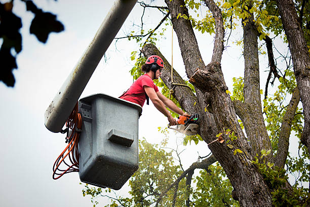 Professional Tree Removal and Landscaping Services in Youngwood, PA